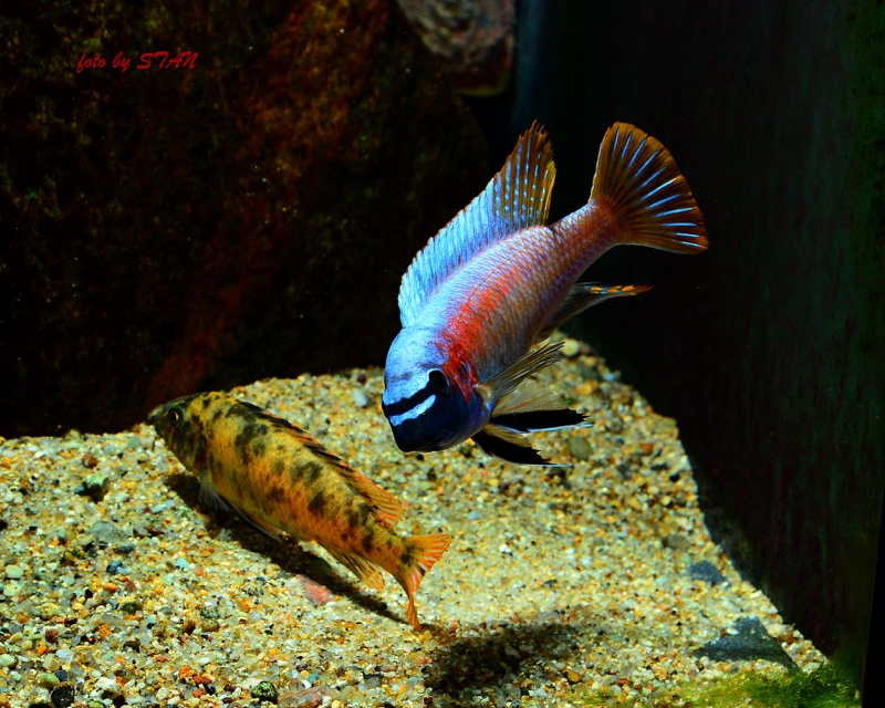 Labeotropheus trewavasae 'Makankha Reef'